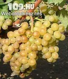 Téli muskotály csemegeszőlő