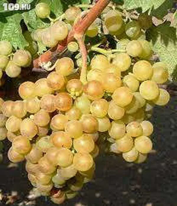 Téli muskotály csemegeszőlő