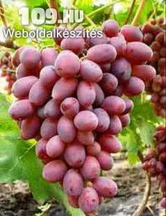 Rizomat csemegeszőlő