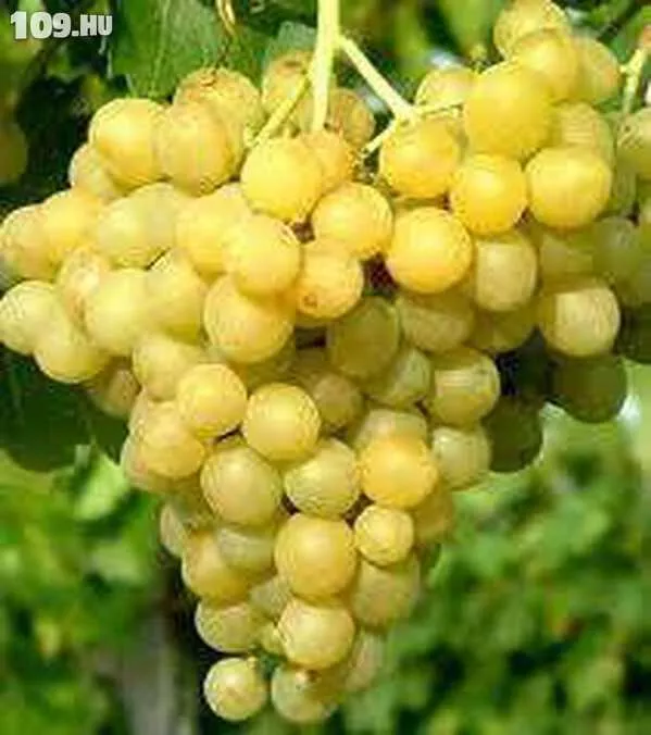 Palatina (Augusztusi muskotály) csemegeszőlő