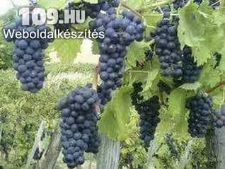 Othello csemegeszőlő