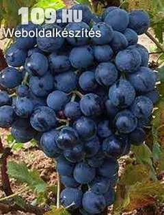 Melinda csemegeszőlő