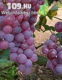 Lidi csemegeszőlő