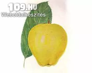 Sárga szépvirágú alma