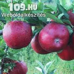 Téli Piros Pogácsa alma