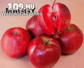 Maggy alma