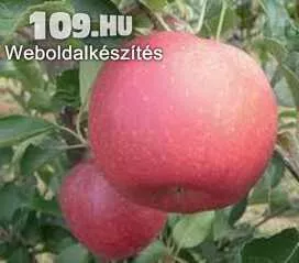 Gála Fengál alma