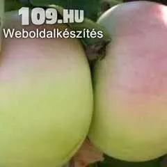 Nyári fontos alma