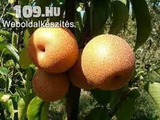 parker pepin alma (bőralma)