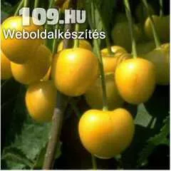 Dönisenova (Sárga Cseresznye) cseresznye