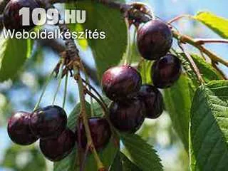 Fekete Bigarreau cseresznye