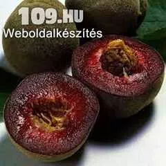Roter weinberger(vöröslevelű nektarin) (N)* őszibarack