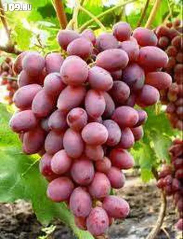 Rizomat csemegeszőlő
