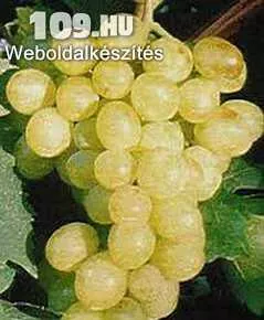 Kozma Pálné muskotály csemegeszőlő