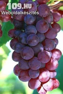 Kósa csemegeszőlő