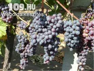Kismis Moldavszkij csemegeszőlő