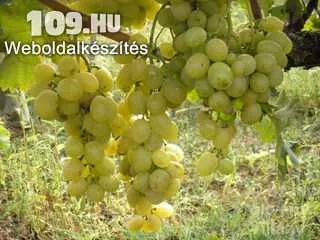Italia csemegeszőlő