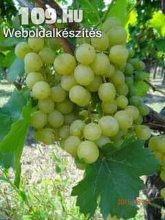 Favorit csemegeszőlő