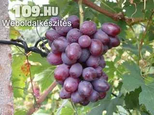 Dunaw (Dunavszka Lazúr) csemegeszőlő