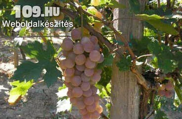 Cegléd szépe csemegeszőlő