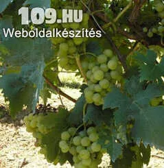 Boglárka csemegeszőlő