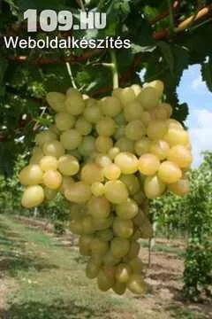 Árkádia csemegeszőlő