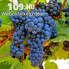 Zweigelt vörös borszőlő
