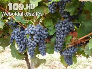 Turán vörös borszőlő
