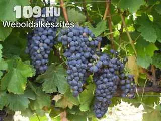 Syrah vörös borszőlő