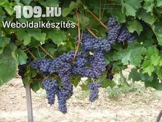 Kékoportó (Portugieser) vörös borszőlő