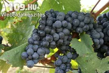 Kékfrankos vörös borszőlő