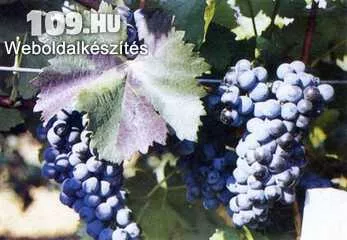 Bíborkadarka vörös borszőlő