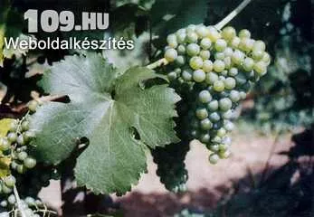 Zöld veltelini fehér borszőlő