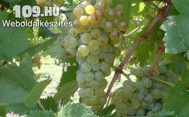 Zengő fehér borszőlő