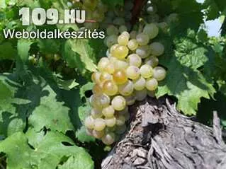 Rizlingszilváni fehér borszőlő