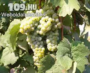 Rajnai rizling fehér borszőlő