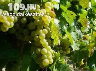 Muscat Ottonel fehér borszőlő