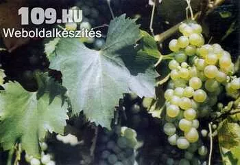 Királyleányka fehér borszőlő