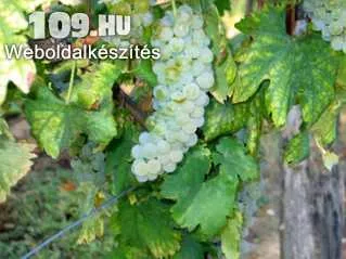Juhfark fehér borszőlő