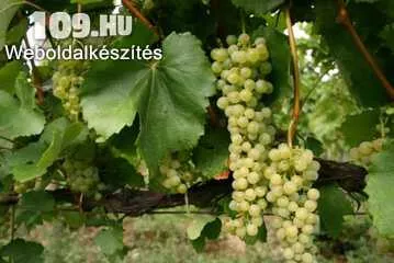 Hárslevelű fehér borszőlő