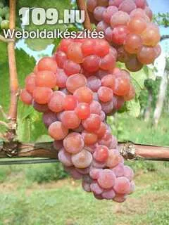 Cirfandli fehér borszőlő