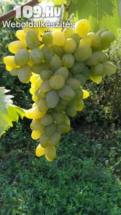Belüj Originalnüj csemege szőlőoltvány
