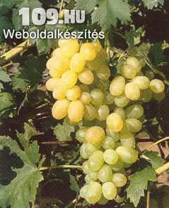 Belgrádi magvatlan csemege szőlőoltvány