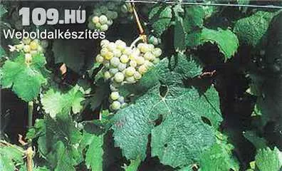 Besztrovka szőlőoltvány
