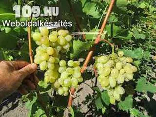 Bolgár 5 szőlőoltvány