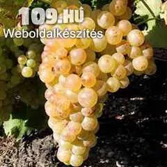 Muskovszkij szőlőoltvány