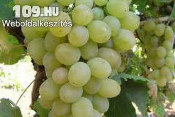 Super Bolgár szőlőoltvány