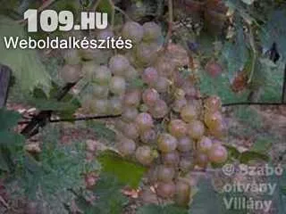 Szauter Gusztávné szőlőoltvány
