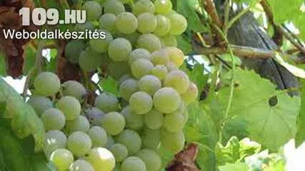 Csabagyöngye szőlőoltvány