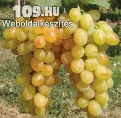 Helikon szépe szőlőoltvány